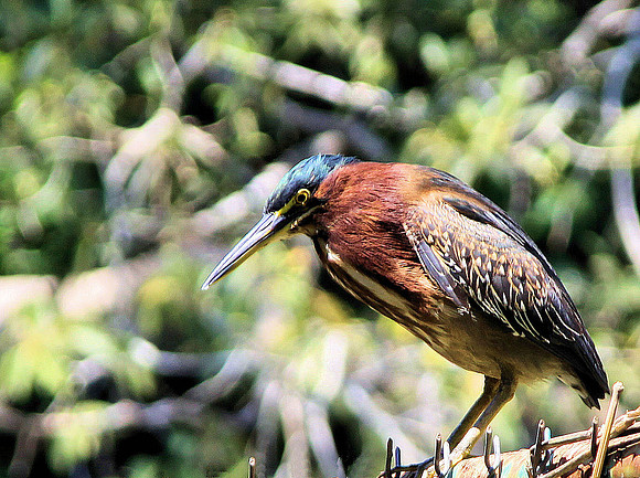 Green Heron