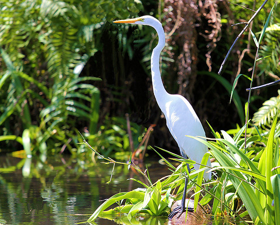 Great Egret