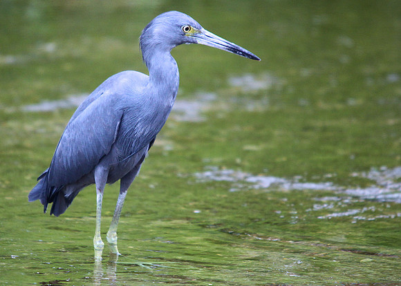 Little Blue Heron