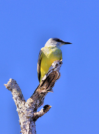 Tropical Kingbird