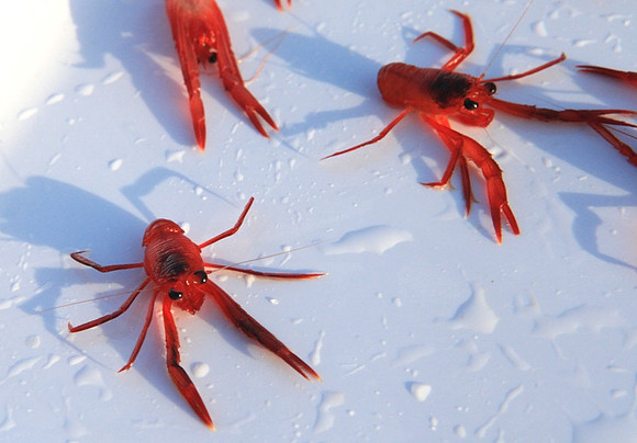 Pelagic Red Crabs (tuna crabs)