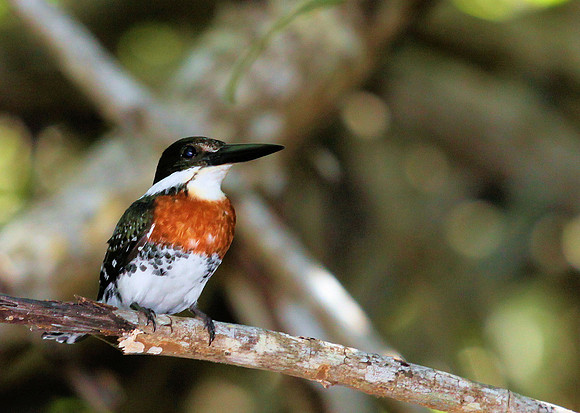 Green Kingfisher