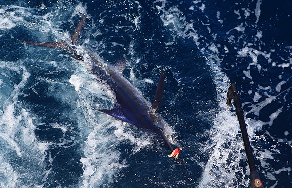 One of Several Striped Marlins