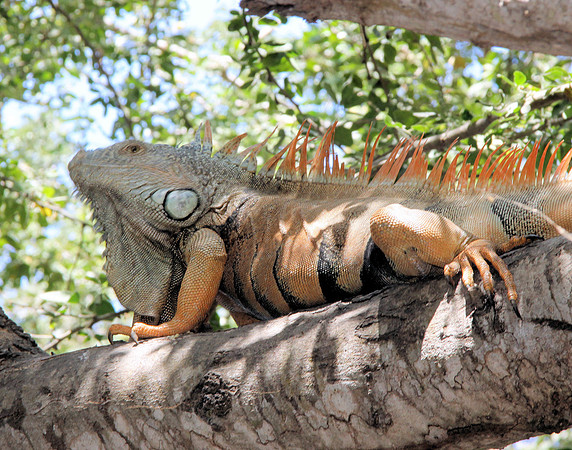 Wanna Iguana...?