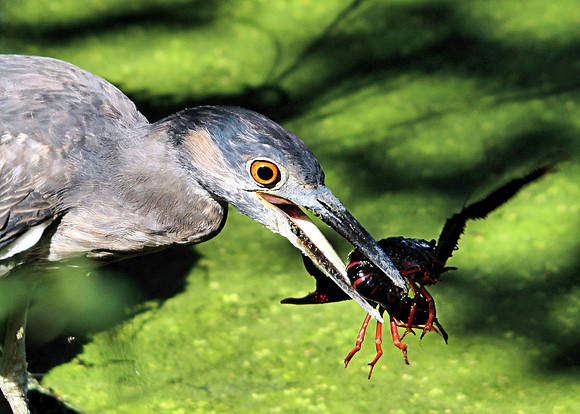 Juvenile Night Heron