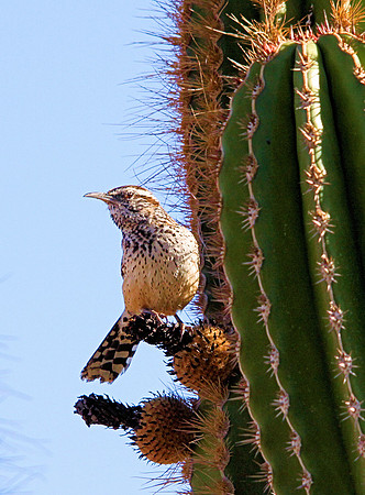 Cactus Wren