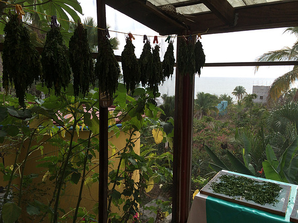 Shadehouse (enclosed)