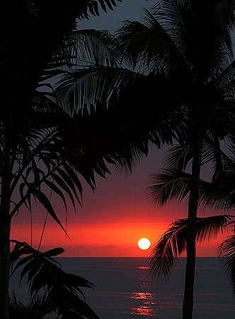 Between the Fronds