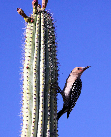 Gila Woodpecker