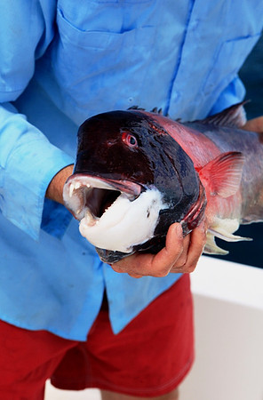 Sheepshead - Derrick