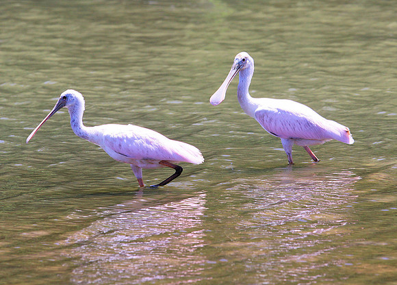 Roseate Spoonbills