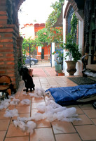 Xochitl - bad dog