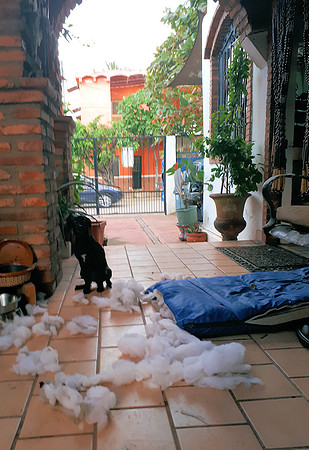 Xochitl - bad dog