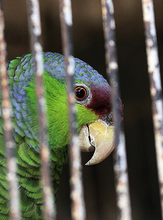 Lilac crowned Parrot