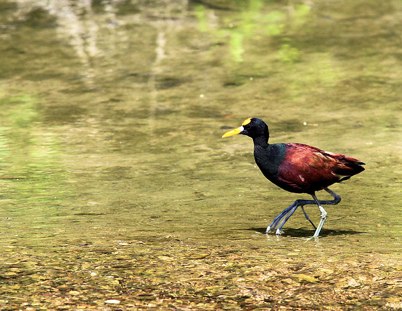 Northern Jacana