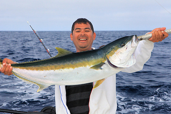 Yellowtail - Bobby
