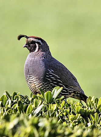 California Quail