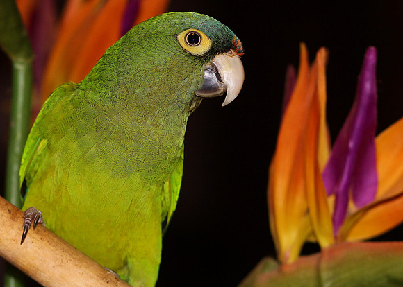 Birds of Paradise
