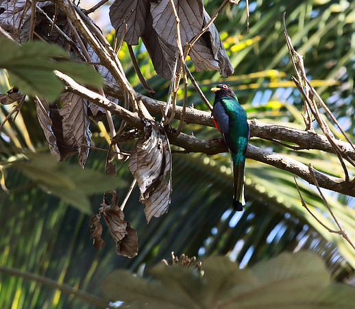 Elegant Trogon