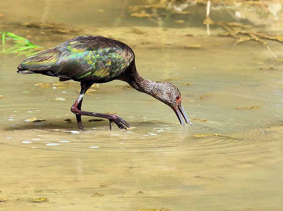 White faced Ibis