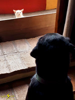 Chevy and Curious Stranger