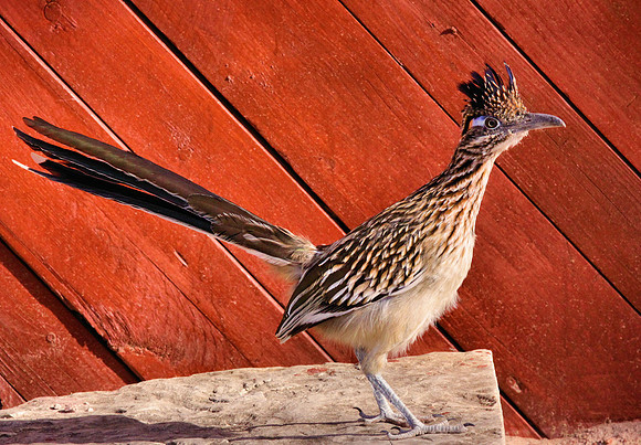 Roadrunner on Toes