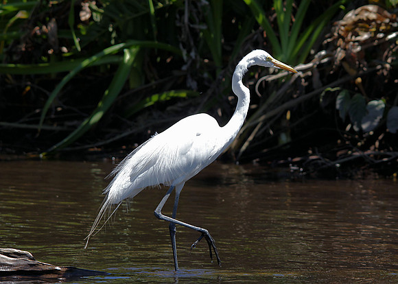 Great Egret