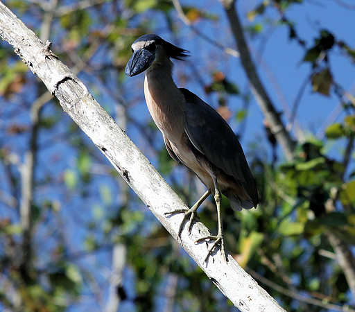 Boat-billed Heron