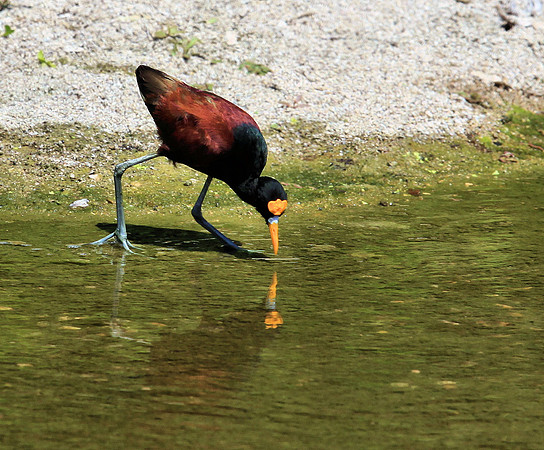 Northern Jacana