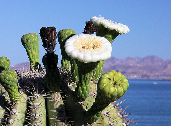 Saguaro Blossums