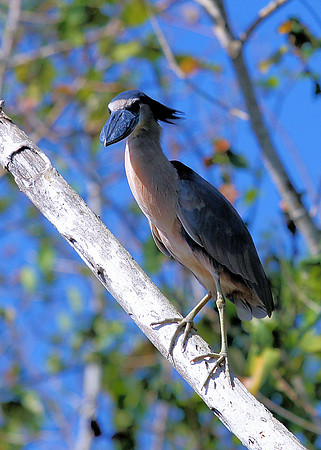Boat billed Heron II