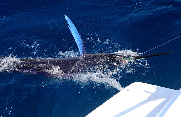One of Several Striped Marlins