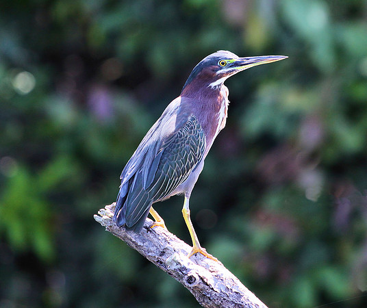 Green Heron