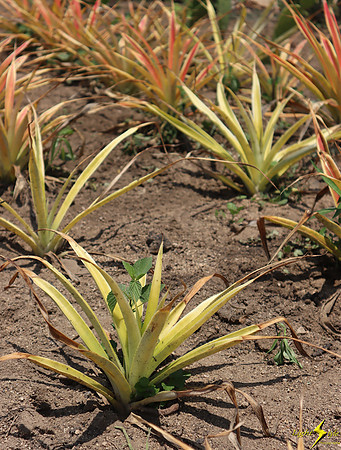 Mayto Community Garden