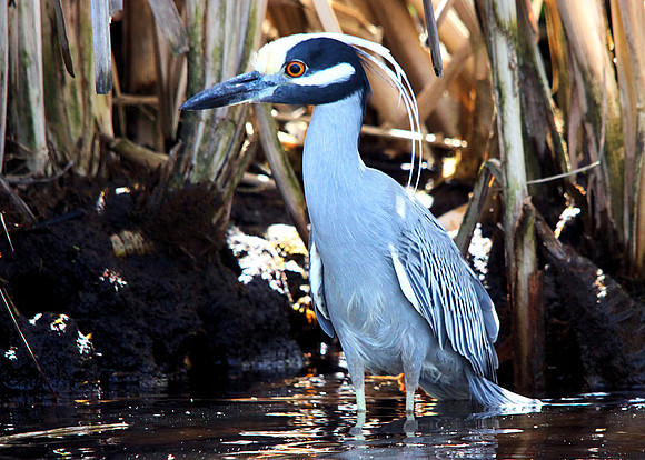 Yellow-crowned Night Heron