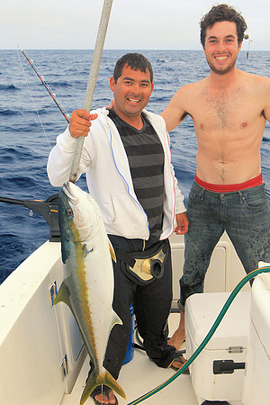 Yellowtail - Bobby