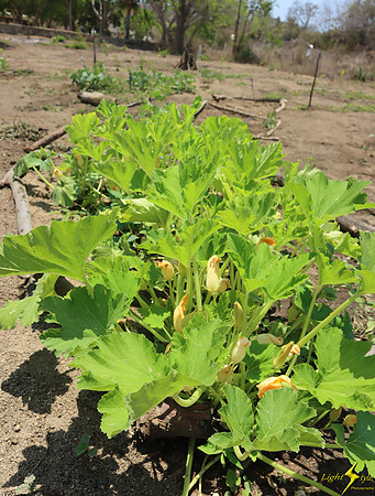 Mayto Community Garden