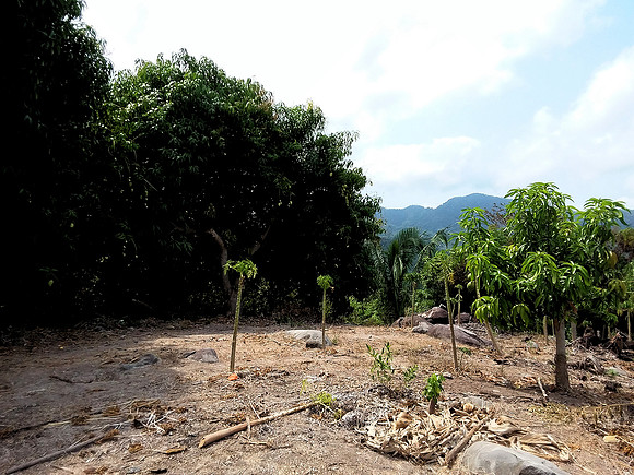 Mango orchard - 10acres