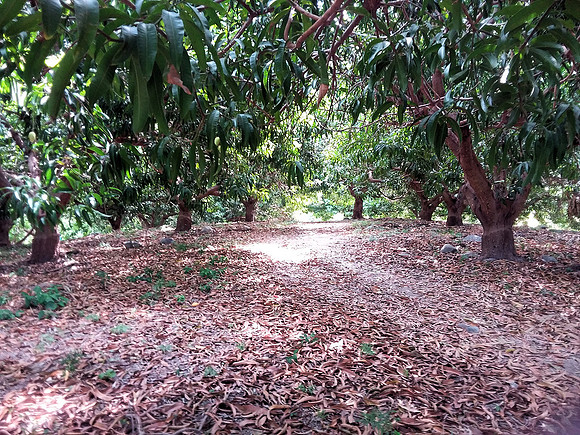 Mango orchard - 10acres