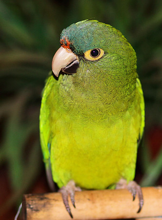 Oranged fronted Conure