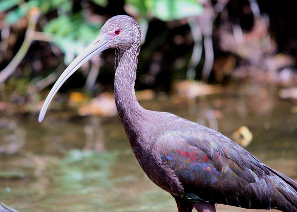 White faced Ibis