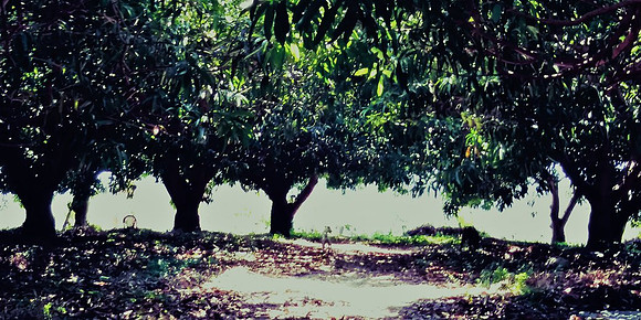 Mango orchard - 10acres