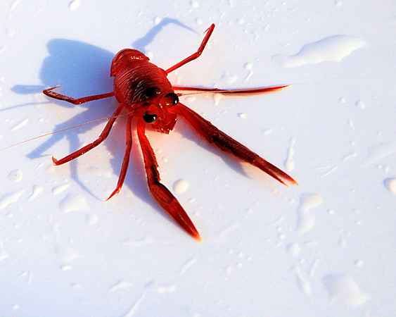Pelagic Red Crabs (tuna crabs)