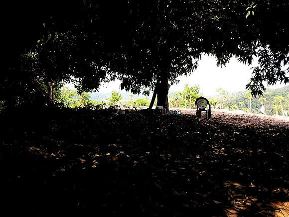 Mango orchard - 10acres