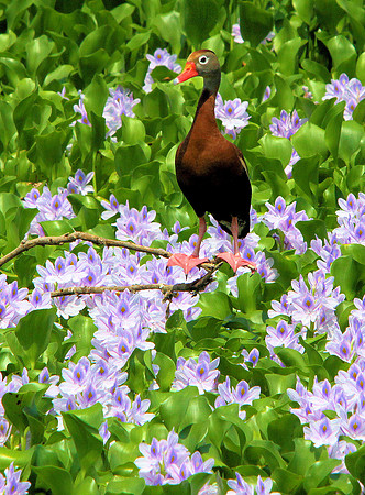 Black-bellied Whistling Duck