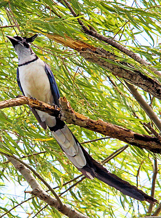 White-throated Magpie Jay