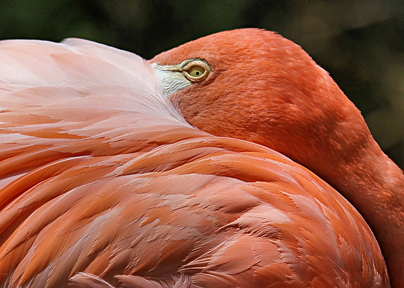 Wary Eye of a Flamingo