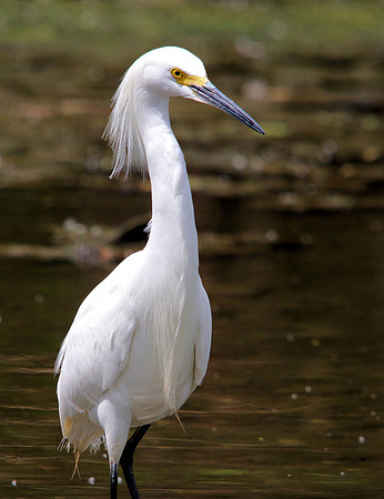 Snowy Egret