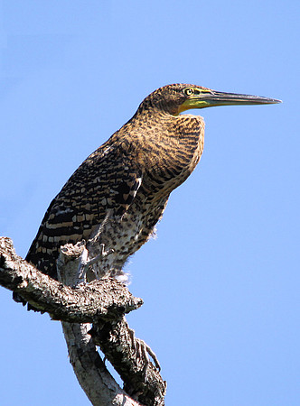 Bare-throated Tiger Heron