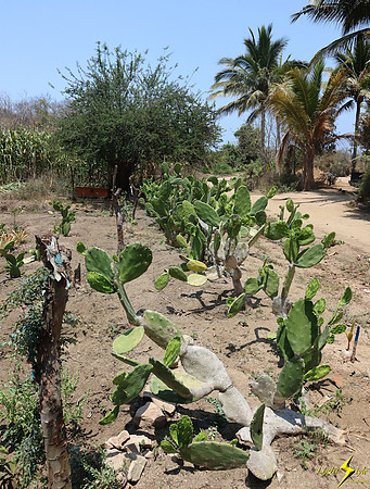 Mayto Community Garden